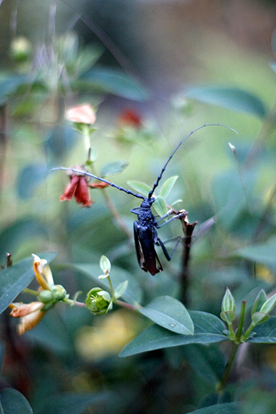 Aromia Moschata
